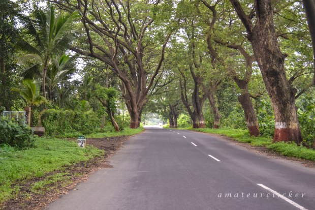 The monsoons are a great time to drive in the country side, the national highways in Gujarat are kind of boring with 6 lanes and no trees. These smaller state highways with green tunnels have always appealed to me more! :D 