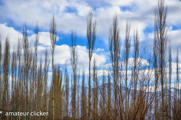 The dry Poplar tree's around Leh actually were also proving to be quite photographable! :) 