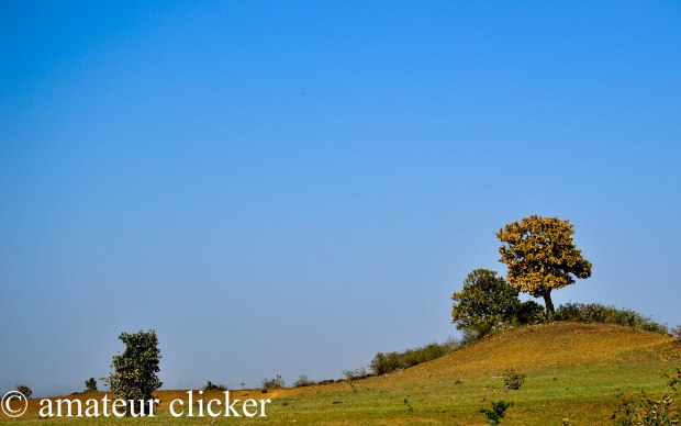 The slope, the lonely tree... the amazing greens in the month of march!!!! :D 